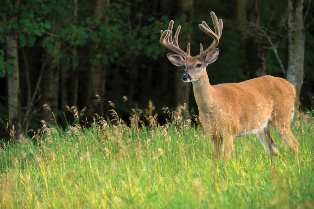 Develop Effective Deer Food Plots With These Tips