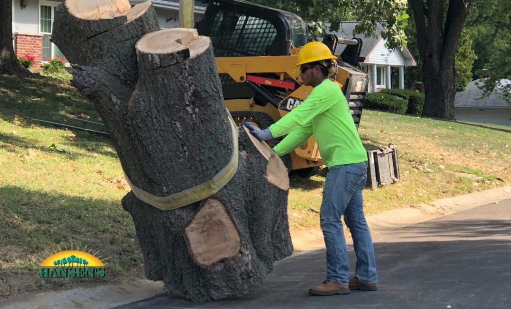 Safeguarding Your Home: The Importance of Professional Tree Removal Service